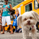 Illustration for article titled Food Trucks For Dogs Are A Thing Now, Apparently